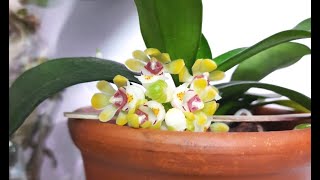 Орхидея Гастрохилус японский (Gastrochilus japonicus) цветение! орхидея уход orchids орхидеи