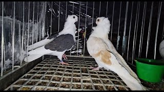 Gołębie pigeons targ RADOM Andrzej W. 11.01.2025 cz.3/5💥Gołębie jasne i wyszwance Andrzeja Radom💥