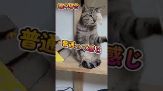 猫じゃらしの反応が三者三様すぎる猫たち #shorts