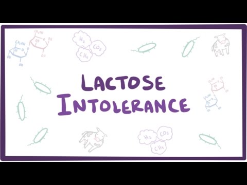 Do bacteria digest lactose?