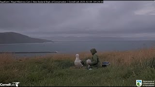 Northern royal albatross 09 02  2025 2 ~  RLK/KA85 looks at weighing SSTrig