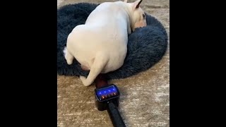 Dog Farts into Mic, Reaction. Funniest Dogs Farting