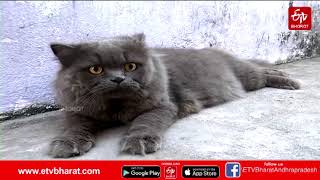 Persian Breed Cat in Rajahmundry | రాజమండ్రిలో అందరిని ఆకర్షిస్తున్న పెర్షియన్ జాతి పిల్లి