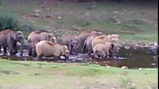 Elephants at Anakulam