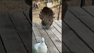 The peahens shake their tails too #peacock #birds #funnyanimals #peacockdance