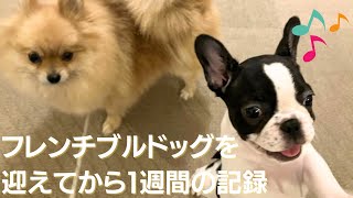 フレンチブルドッグ子犬をお迎えてしてから 1週間の記録