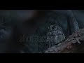 common scops owl otus scops stock footage