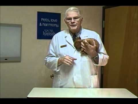 Dog Kisses! Preventing Excessive Licking from Your Dog with Dr Rolan Tripp Dog Kisses! Preventing Excessive Licking from Your Dog with Dr Rolan Tripp