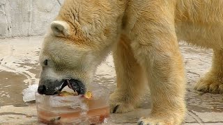 ホッキョクグマ　サスカッチ氷のごちそうPolar bear eats feast of the ice