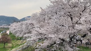 背割堤(京都府八幡市)桜🌸まつりに行って来ました😊前編