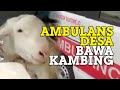 VIRAL Ambulans Desa Beralih Fungsi Jadi Untuk Membawa Kambing, Wabup Lumajang Langsung Tarik Armada