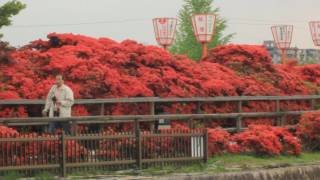 長岡天神『霧島つつじ』２０１７