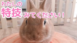 子うさぎが足元をクルクル回る【#11 うさぎとの生活】