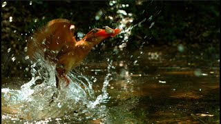 Ruddy king fisher fishing in slow motion /호반새 개구리,가재 잡기 #kingfisher