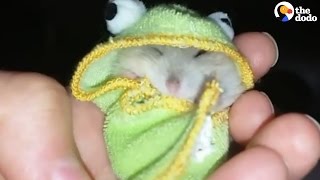 Baby Hamster Loves To Dress Up | The Dodo