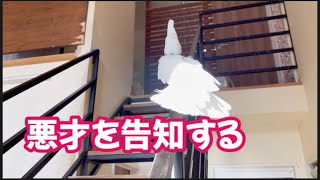 これからする悪さを告知するオウム