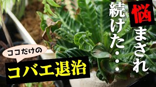 【観葉植物】ホントは教えたくない？コバエ退治の裏技！【園芸の知識】