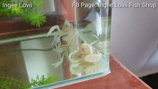 ការបង្កាត់បង្កងពណ៌Part2/3 Crayfish Breeding