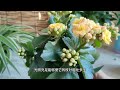 长寿花买回家，牢记“1少、1足、2勤”，花开一茬又一茬