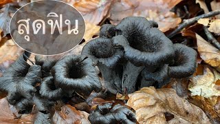 เจอดงเห็ดแตรดำ❗️ไม่น่าเชื่อจะหมานขนาดนี้# เจออีกแล้วเห็ดแตรดำสวย# black trumpet mushrooms.1/12/21.