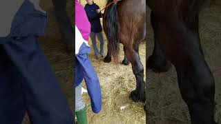 Draft mare pre-breeding exam pt4