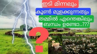 Mushroom growing and lighting | ഇടി മിന്നലും കൂണിന്റെ വളർച്ചയും | Satheesh Talks...