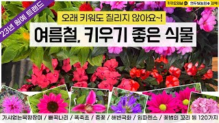 2023년 하반기 원예 트렌드, 병충해 건조에 강한 식물 TOP | 전국택배가능 010-2548-7544 #층꽃 #임파첸스 #야생화 #다육이 #사랑초 #식물추천 #노지월동식물