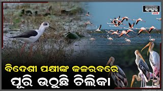 ଓଡ଼ିଶାକୁ ଛୁଇଁଲା ପହିଲି ଶୀତ...ପହିଲି ଶୀତର ସ୍ପର୍ଶରେ ଚିଲିକାରେ ହେଲା ବିଦେଶୀ ପକ୍ଷୀଙ୍କ ଆଗମନ Migratory Birds