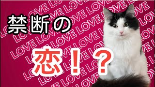 子猫のもっちゃん禁断の恋！？#shorts #ノルウェージャンフォレストキャット #norwegianforestcat #猫 #cat #癒し #love