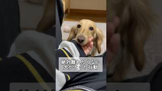 飼い主と離れたくない愛犬の行動が可愛い #shorts #ミニチュアダックスフンド