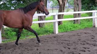 ◆幸せの人生を掴んだ！メイショウケンザン🐎💨