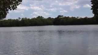 Pichavaram Mangrove Forest