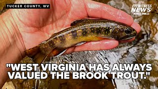 Wild Appalachia: Limestone added to WV creek system to increase trout population