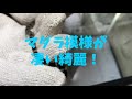 【幻の蛇シロマダラ2匹捕獲映像！レア映像！幻の蛇　脱皮映像有り！】