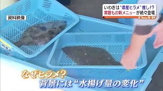 いわき市で高まる期待「常磐もの」の「ヒラメ」の新メニュー続々登場！背景に何が？【福島県】 (2023年11月6日)