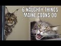 6 Naughty Things Maine Coons Do