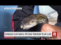 evakuasi satwa liar redaksi siang 30 07 21