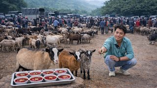 CHỢ 3 TẦNG TÂY BẮC (cốc ly ) | Món Tiết Canh Dê Núi, Lợn Cắp Nách Và Dược Liệu Qúy Hiếm Miền Núi