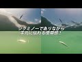 ルアー水中アクション動画【アスリート9jm】