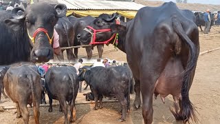 यहा भारत के कोने कोने से लोग आते हैं अच्छी भैंस खरीदने के लिए | Dildarnagar Pashu Mandi | Buffaloes