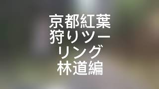 京都紅葉狩りツーリング 林道編