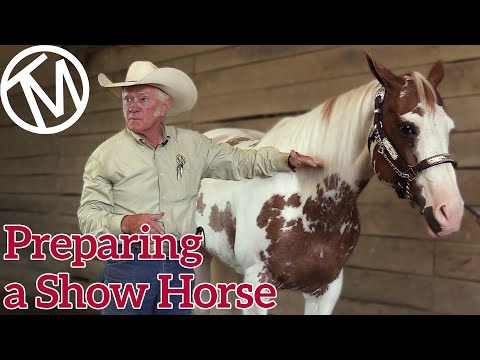 How do you groom a horse for a halter class?
