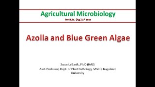 Azolla and BGA | Azolla and Anabaena azollae symbiosis | Symbiotic nitrogen fixation | Biofertilizer