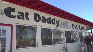 Cat Daddy Cafe opens in Columbia for your kitty fix