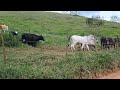 tirando as vacas do pasto para diagnóstico reprodutivo