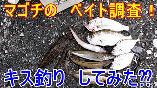 マゴチのベイト調査にキス釣りしてみた！