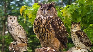 Owls: Mysterious Nighttime Hunters of the Wild.