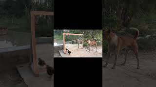 Dog vs Cock funniest reactions looking at Mirror #funnypets