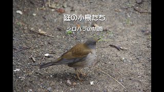 庭の小鳥たち（シロハラの訪問）