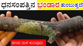 ಈ ಬೇರು ಧರಿಸುತ್ತಿದ್ದಂತೆ ಚಮತ್ಕಾರ ಆಗುತ್ತದೆ, ಇದರ ಒಂದು ತುಂಡು ಜನ್ಮ ಜನ್ಮಾಂತರದ ಬಡತನ ದೂರ ಮಾಡುತ್ತದೆ, ದೆವ್ವ ಬೂತ